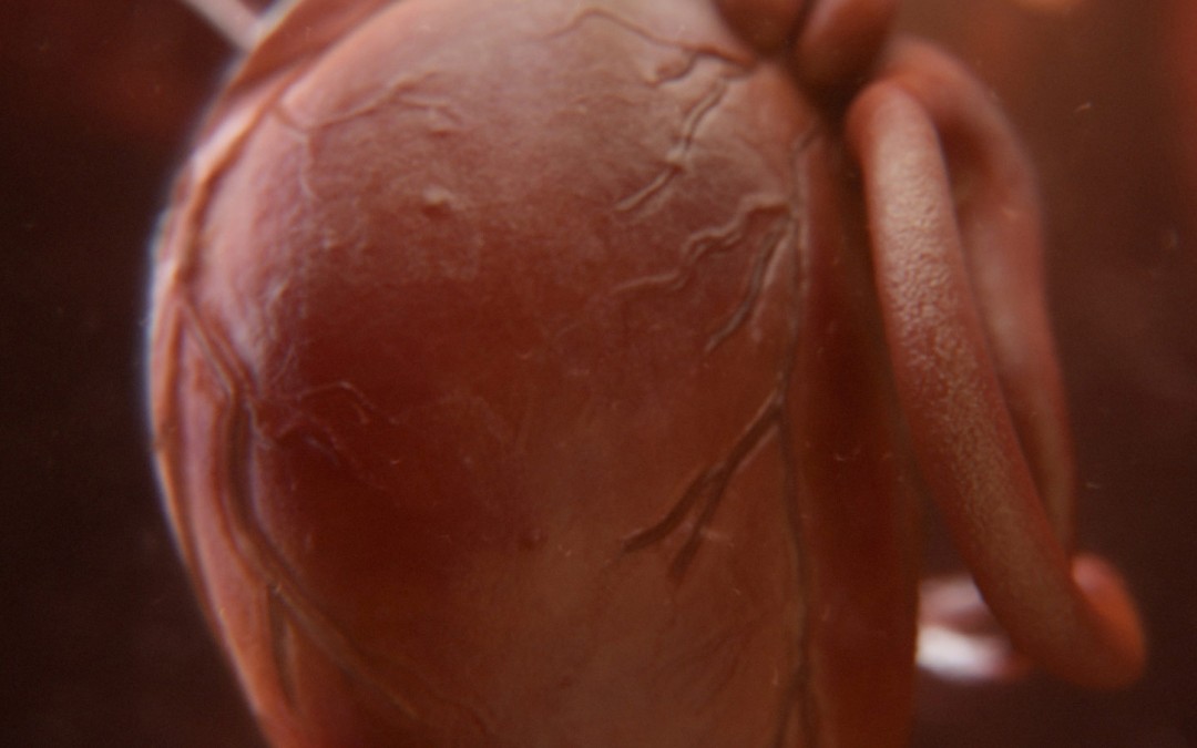 ADN, l’âme de la Terre